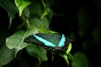 Changes in plants and animals – Temporary and permanent For Primary 4